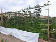 Vitoria (Hispaania) Lakua linnaosa koloogiline kogukonna aed teisel eluaastal juuli 2019  