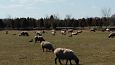 IIsaka lambakasvatus- ja ksit talu Kuusalu vallas | Maaturismi ettevtete avatud uste pev 01.0