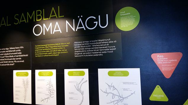   Loodusmuuseumi n�itus ''Vaprad ja ilusad''. Peaosades: Samblik ja Sammal. 14.04.16