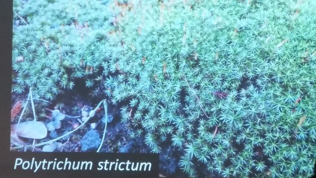   Loodusmuuseumi n�itus ''Vaprad ja ilusad''. Peaosades: Samblik ja Sammal. 14.04.16