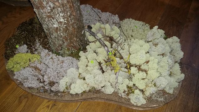   Loodusmuuseumi n�itus ''Vaprad ja ilusad''. Peaosades: Samblik ja Sammal. 14.04.16