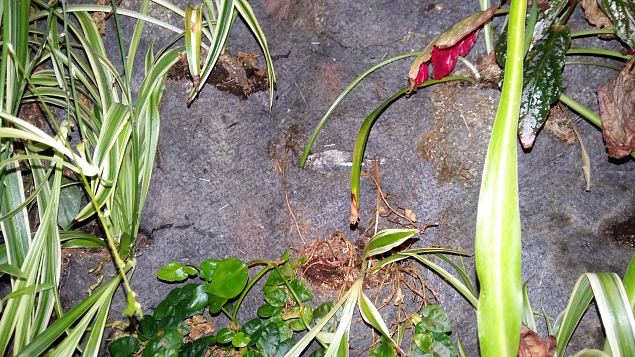   Stockholmi aiandusmess 23.04.16 j�rg