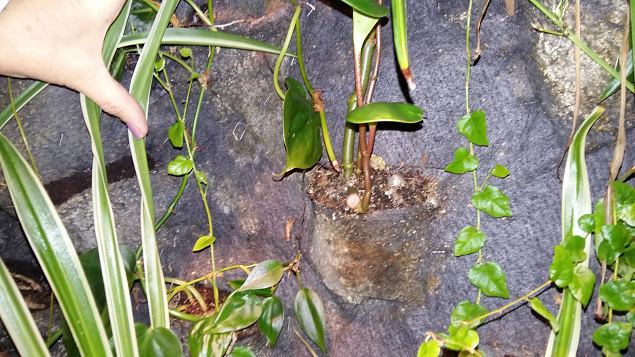   Stockholmi aiandusmess 23.04.16 j�rg