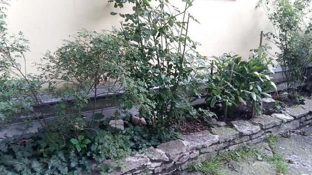   Ettevalmistused P�ha Hildegardi aia rajamiseks Tallinna Vanalinnas aug-sept. 2016