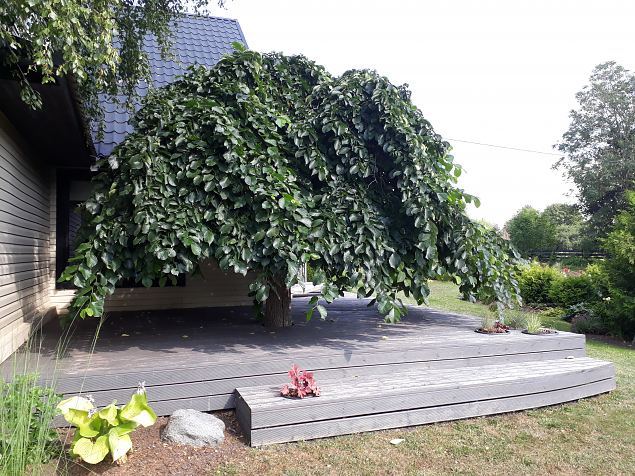   Avatud talude p�ev 22.07.18 Nurga talus Imaveres