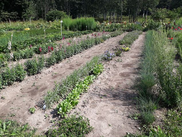   P�hjaka m�isa k��giviljaaed juuli 2018