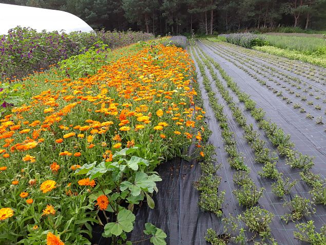   Dendroloogia Seltsi suvep�evad 06 - 08.08.18 P�rnumaal