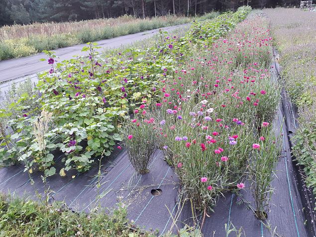   Dendroloogia Seltsi suvepevad 06 - 08.08.18 Prnumaal