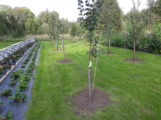   Dendroloogia Seltsi suvepevad 06 - 08.08.18 Prnumaal