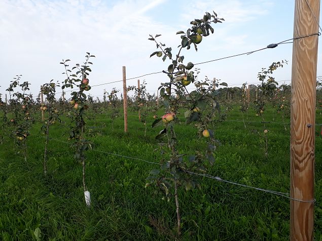   Dendroloogia Seltsi suvep�evad 06 - 08.08.18 P�rnumaal