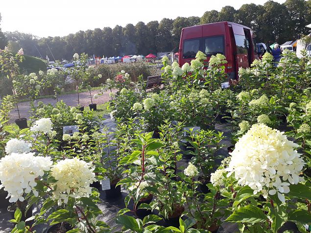   Dendroloogia Seltsi suvepevad 06 - 08.08.18 Prnumaal