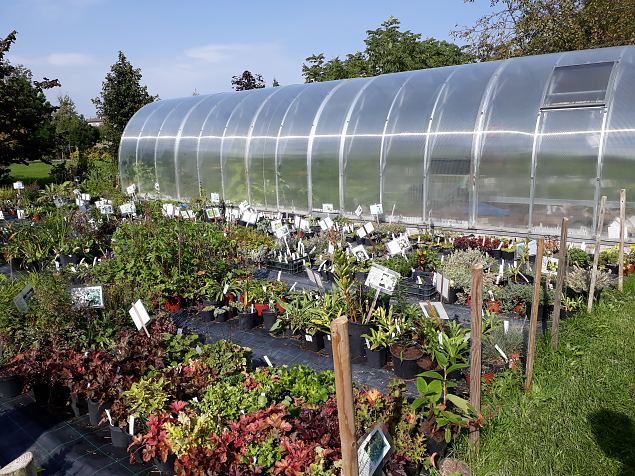   Dendroloogia Seltsi suvepevad 06 - 08.08.18 Prnumaal