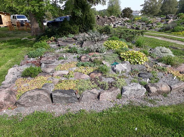   Dendroloogia Seltsi suvepevad 06 - 08.08.18 Prnumaal