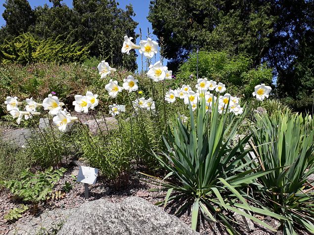   Kopenhaageni �likooli  botaanikaaed juuni 2019