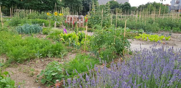   Vitoria (Hispaania) Lakua linnaosa �koloogiline kogukonna aed teisel eluaastal juuli 2019