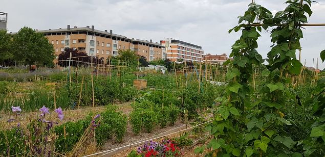   Vitoria (Hispaania) Lakua linnaosa �koloogiline kogukonna aed teisel eluaastal juuli 2019