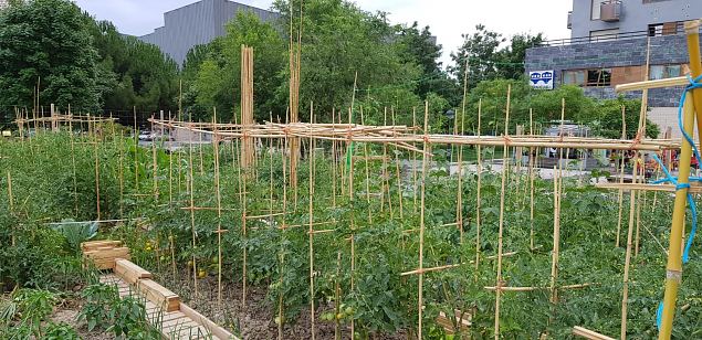   Vitoria (Hispaania) Lakua linnaosa �koloogiline kogukonna aed teisel eluaastal juuli 2019