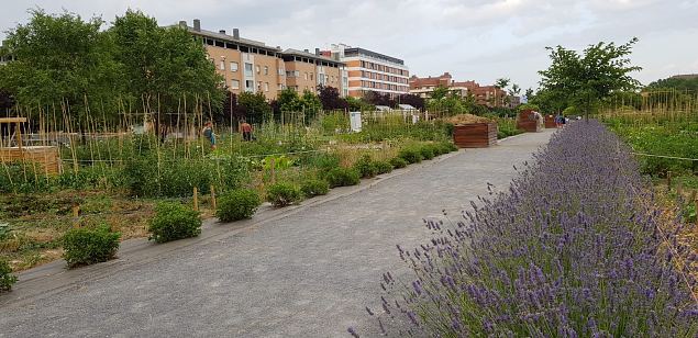   Vitoria (Hispaania) Lakua linnaosa �koloogiline kogukonna aed teisel eluaastal juuli 2019