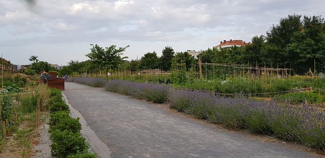   Vitoria (Hispaania) Lakua linnaosa �koloogiline kogukonna aed teisel eluaastal juuli 2019