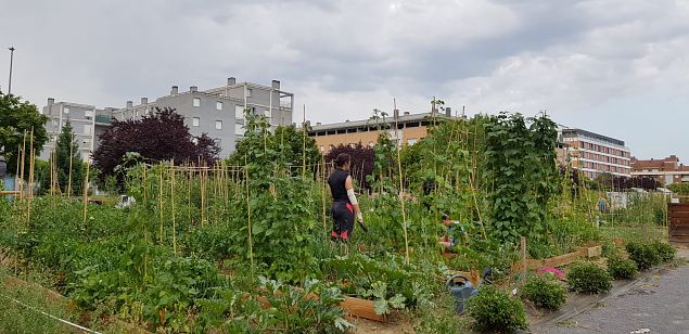   Vitoria (Hispaania) Lakua linnaosa �koloogiline kogukonna aed teisel eluaastal juuli 2019