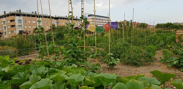   Vitoria (Hispaania) Lakua linnaosa �koloogiline kogukonna aed teisel eluaastal juuli 2019