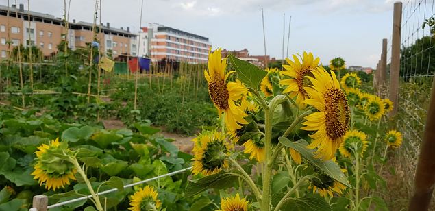   Vitoria (Hispaania) Lakua linnaosa �koloogiline kogukonna aed teisel eluaastal juuli 2019