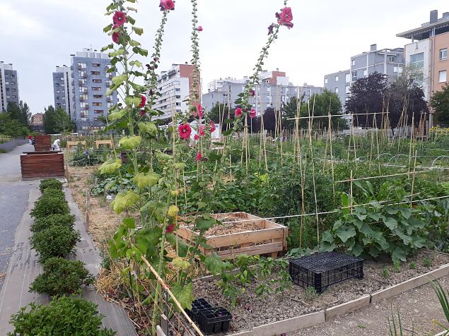   Vitoria (Hispaania) Lakua linnaosa �koloogiline kogukonna aed teisel eluaastal juuli 2019