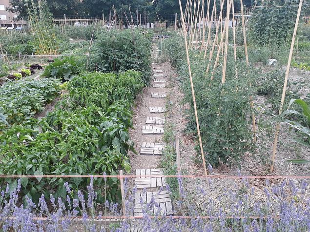   Vitoria (Hispaania) Lakua linnaosa �koloogiline kogukonna aed teisel eluaastal juuli 2019