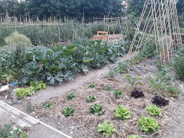   Vitoria (Hispaania) Lakua linnaosa �koloogiline kogukonna aed teisel eluaastal juuli 2019