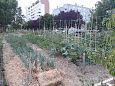 Vitoria (Hispaania) Lakua linnaosa ökoloogiline kogukonna aed teisel eluaastal juuli 2019  