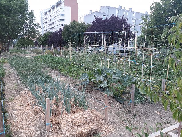   Vitoria (Hispaania) Lakua linnaosa �koloogiline kogukonna aed teisel eluaastal juuli 2019