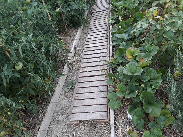   Vitoria (Hispaania) Lakua linnaosa �koloogiline kogukonna aed teisel eluaastal juuli 2019