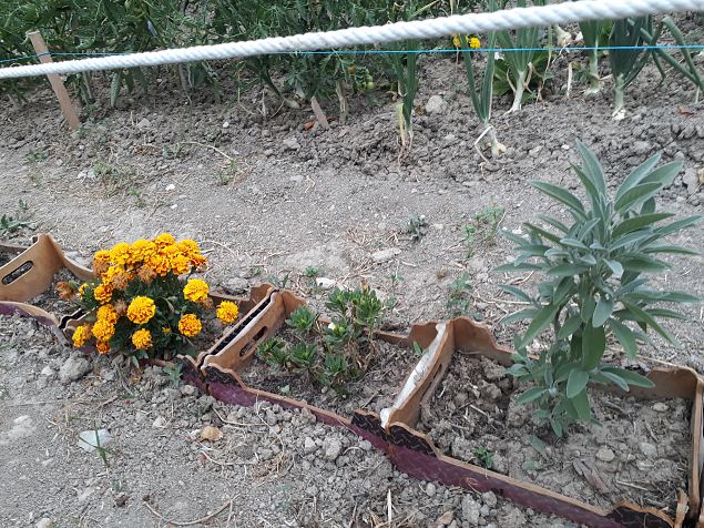   Vitoria (Hispaania) Lakua linnaosa �koloogiline kogukonna aed teisel eluaastal juuli 2019