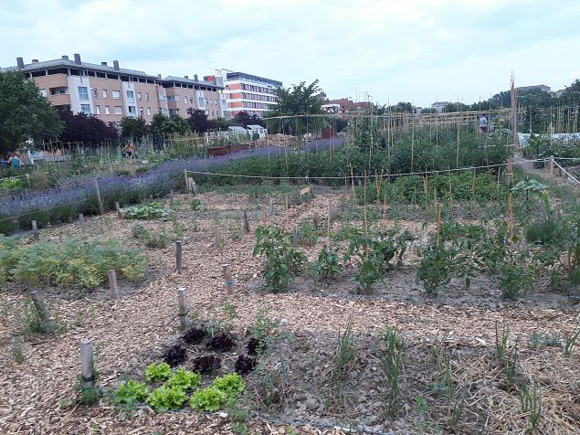   Vitoria (Hispaania) Lakua linnaosa �koloogiline kogukonna aed teisel eluaastal juuli 2019