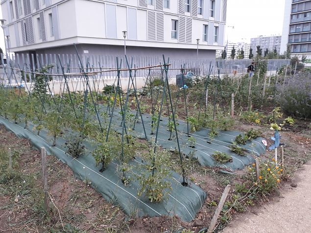   Vitoria Zabalgana linnaosa koloogiline kogukonna aed neljandal eluaastal juuli 2019