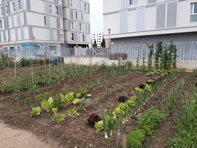   Vitoria Zabalgana linnaosa koloogiline kogukonna aed neljandal eluaastal juuli 2019