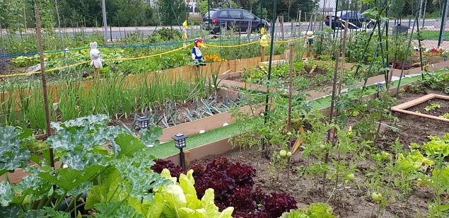   Vitoria Zabalgana linnaosa �koloogiline kogukonna aed neljandal eluaastal juuli 2019