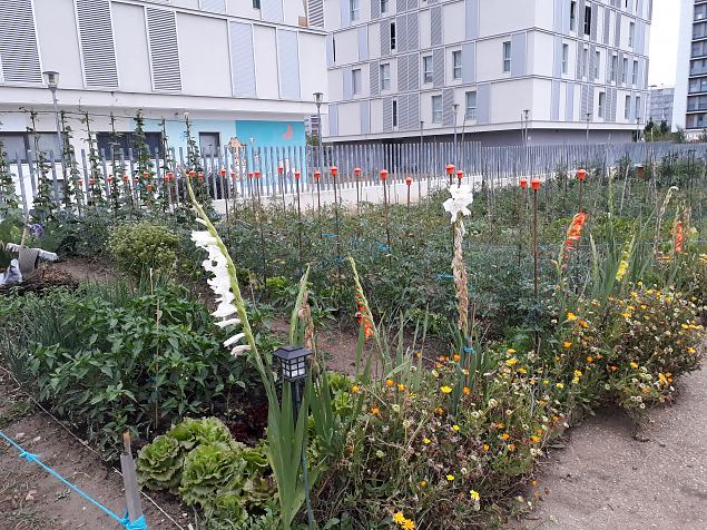   Vitoria Zabalgana linnaosa koloogiline kogukonna aed neljandal eluaastal juuli 2019