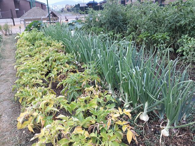   Vitoria Zabalgana linnaosa koloogiline kogukonna aed neljandal eluaastal juuli 2019