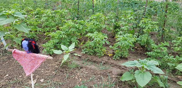   Vitoria Zabalgana linnaosa koloogiline kogukonna aed neljandal eluaastal juuli 2019