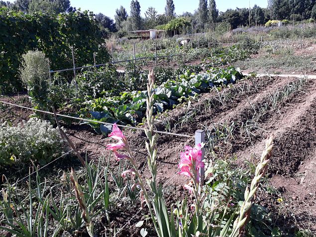   Vitoria Abetxuko linnaosa kogukonna aed juuli 2019