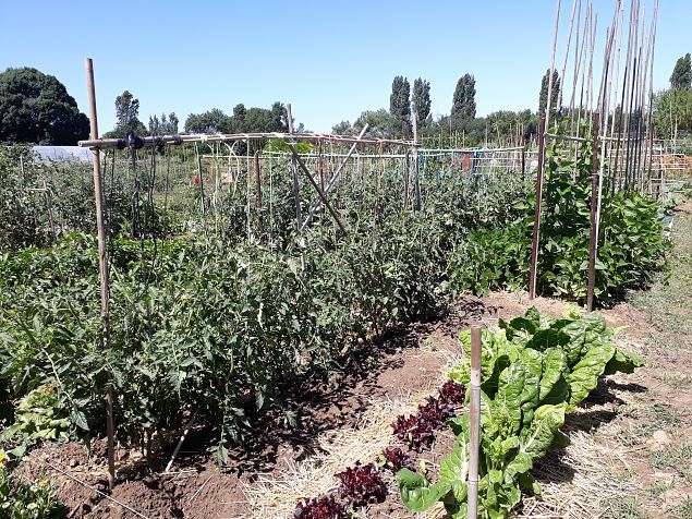   Vitoria Abetxuko linnaosa kogukonna aed juuli 2019