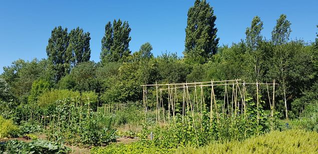   Vitoria Abetxuko linnaosa kogukonna aed juuli 2019