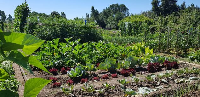   Vitoria Abetxuko linnaosa kogukonna aed juuli 2019