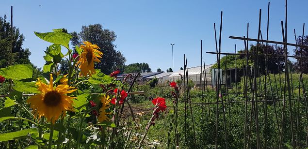   Vitoria Abetxuko linnaosa kogukonna aed juuli 2019