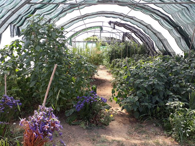   Vitoria Abetxuko linnaosa kogukonna aed juuli 2019