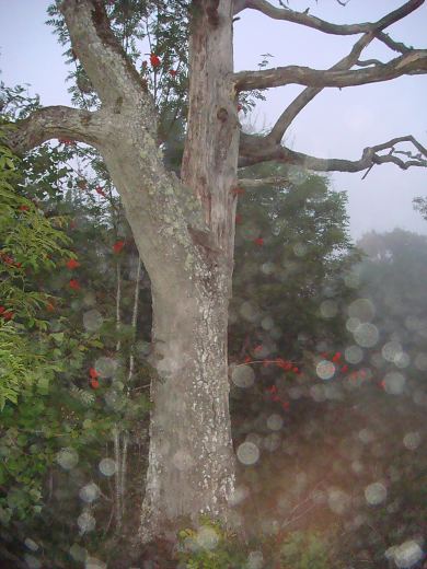   �pi�u Tabasalu Looduspargis 11.09.14