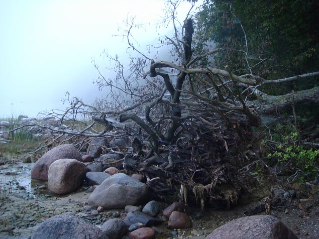   �pi�u Tabasalu Looduspargis 11.09.14