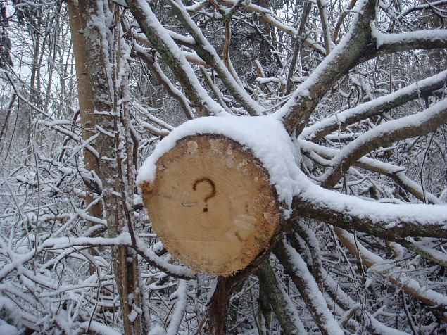   Tabasalu Looduspark kui v�rav metsa 15.12.13