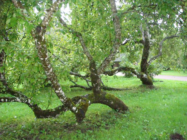   Energeetiline aiaturism Metsanurmes 26.08.14